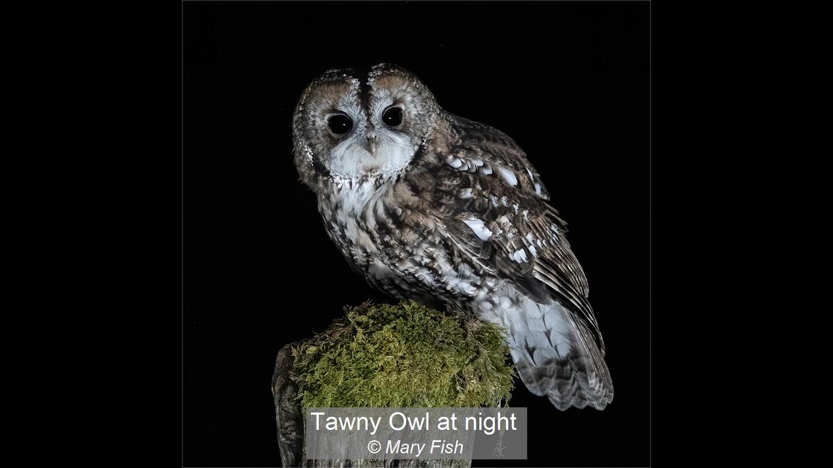 07_Tawny Owl at night_Mary Fish